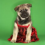 Puppy Pre-school (S.T.A.R.) Class