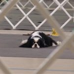 Obedience/Rally Clinic or Workshop