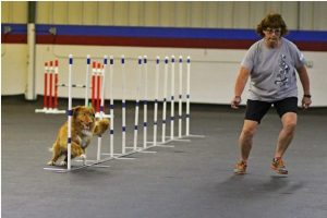 Donna and MACH Littleriver’s Overlord Ike, “Ike”