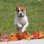 Agility: 4 weeks Class