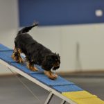 Agility Clinic – Beyond Foundations