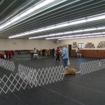 Obedience: 6 weeks Class